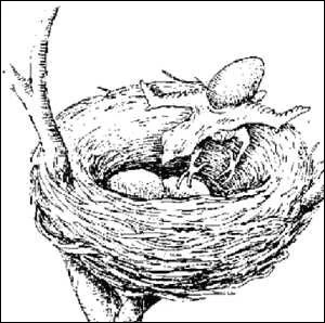 Baby Cuckoo