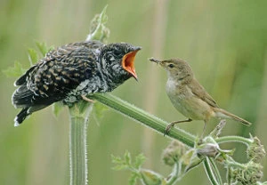 Poor Mother Cuckoo...